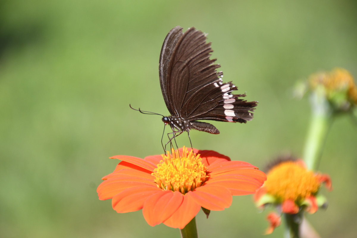KuldeepNeupane_Dang_RSS_09_DSC_2588.JPG